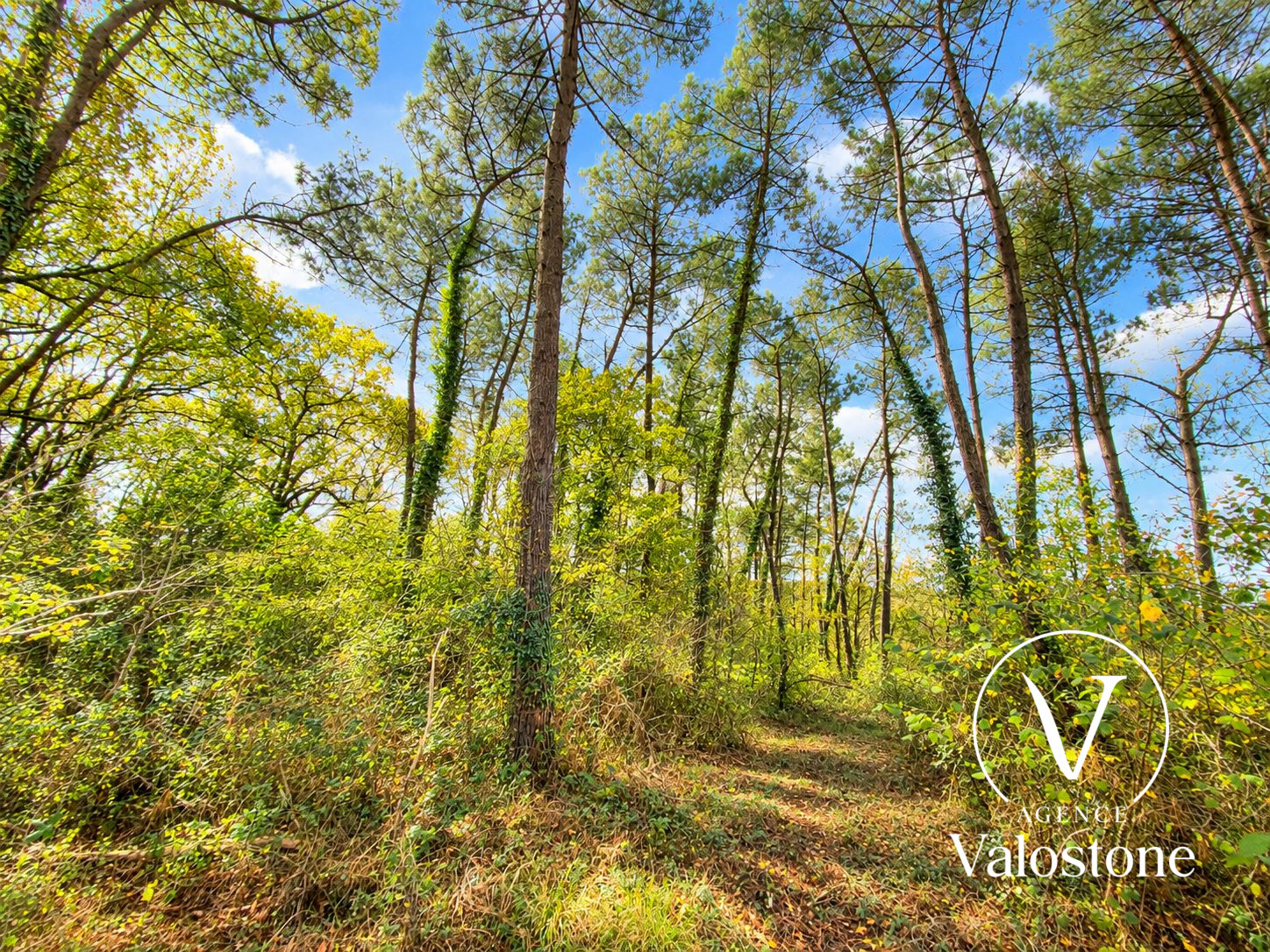 Photo 20 — VALOSTONE INTERNATIONAL