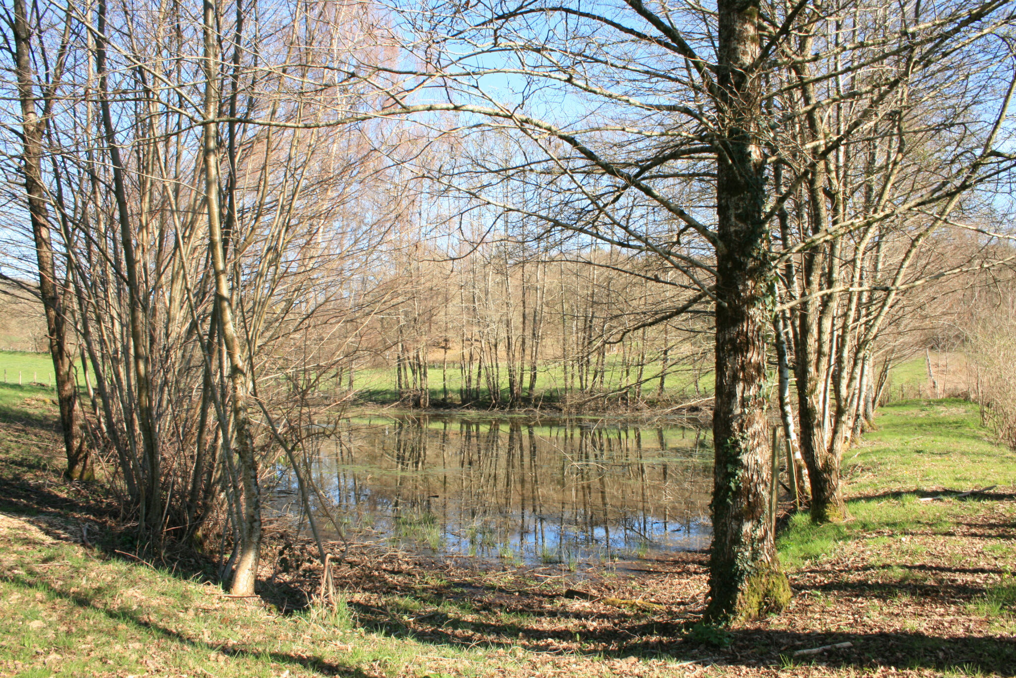 Photo 4 — IMMO COUR ET JARDIN