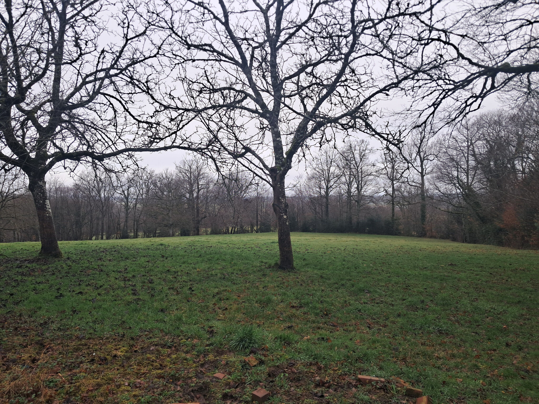 Photo 14 — IMMO COUR ET JARDIN