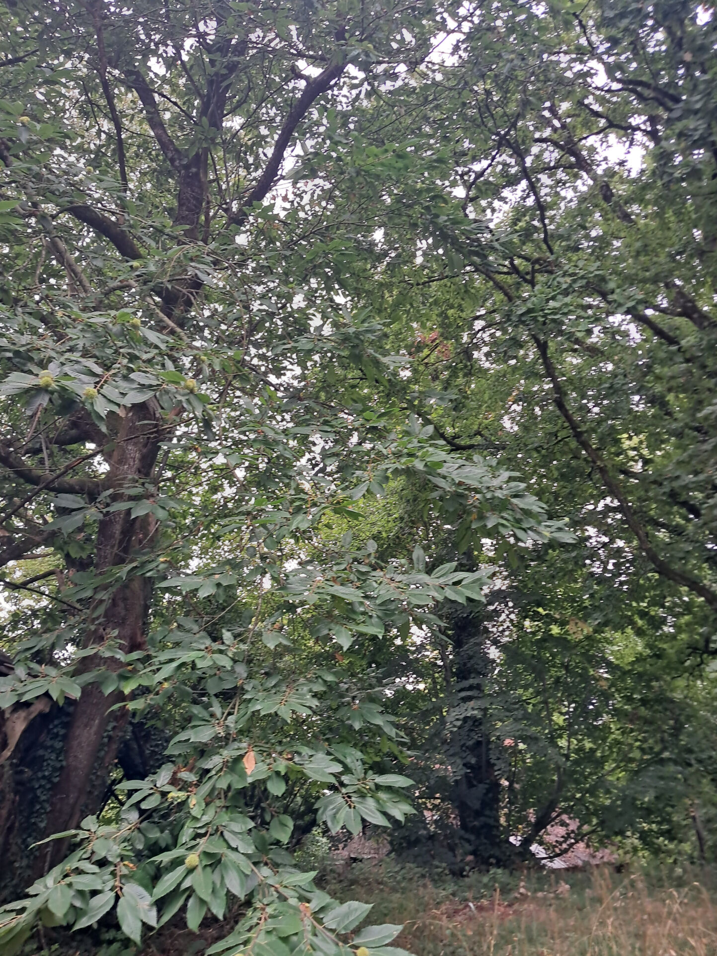 Photo 15 — IMMO COUR ET JARDIN