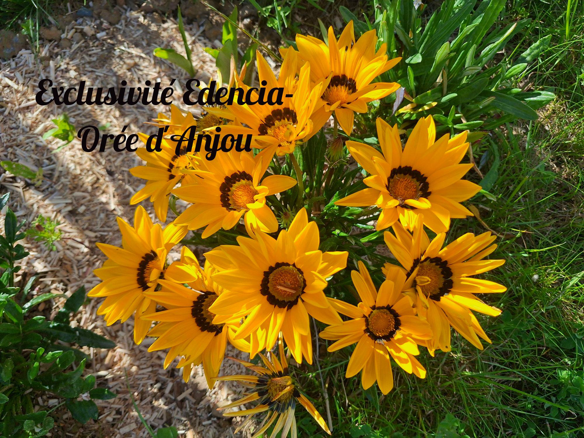 Photo 9 — EDENCIA